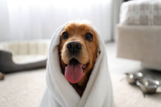 犬貓生命有限，要如何陪伴毛孩走過人生最後一程？