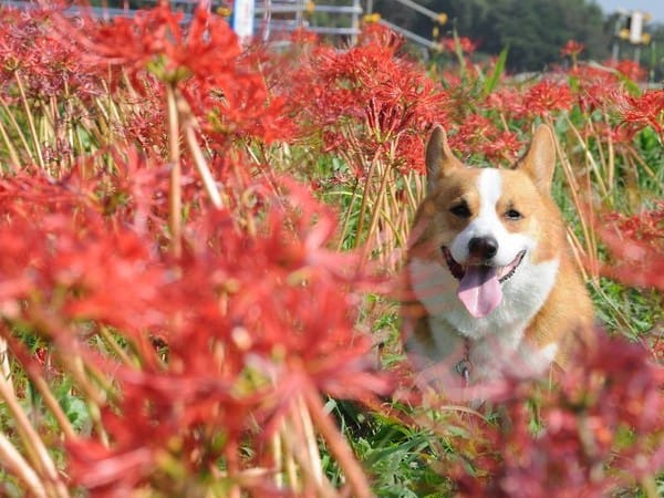 打造獨一無二的寵物骨灰飾品