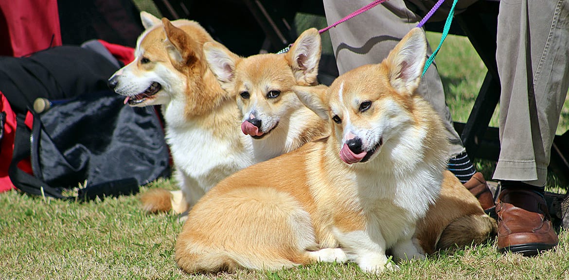 紀念「犬貓天使」——如何選擇適合的寵物骨灰飾品