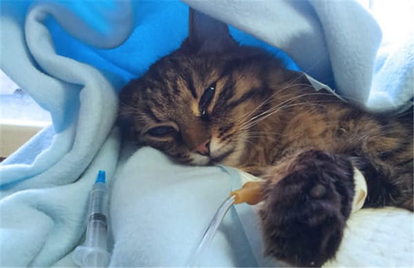 健康第一，貓咪病情如何分辨？眼睛、口腔等生病徵兆必知！