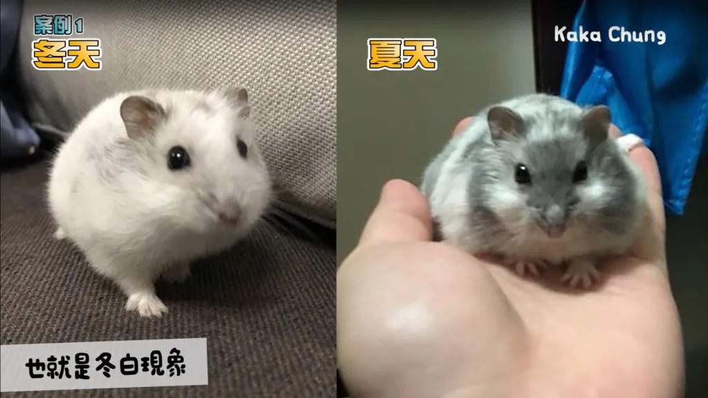 倉鼠健康管理必備：學會辨識倉鼠生病徵兆