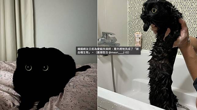 選對貓砂、清理頻率，延長貓咪壽命！必須掌握的清潔技巧