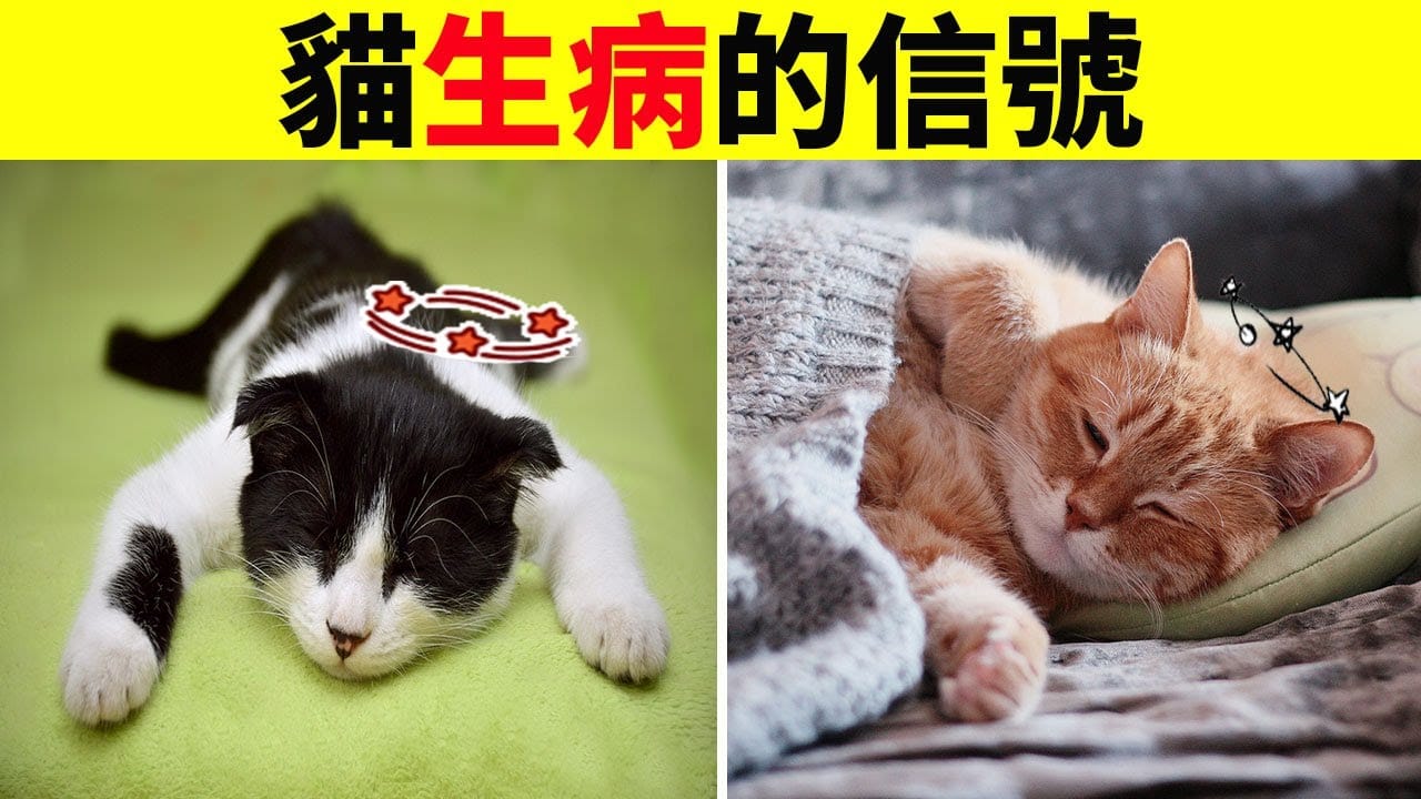 不想貓生病？請注意這些常見的貓咪餵養錯誤！