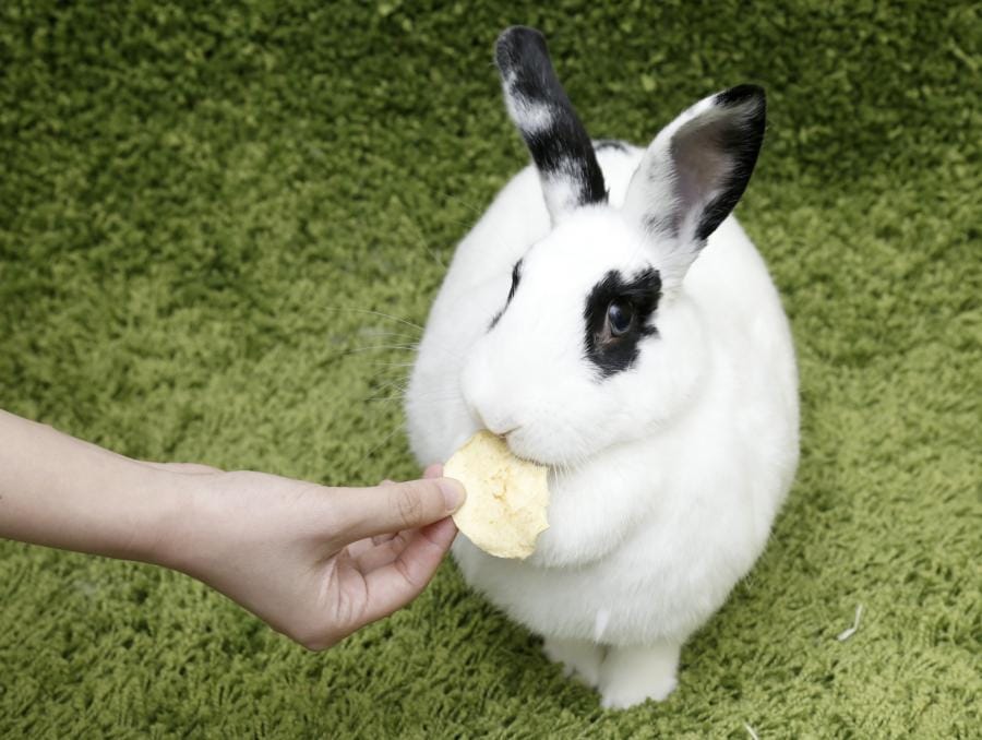 如何預防兔子生病？教你幾招飼養技巧！