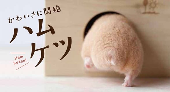 「合理的飲食管理有助於預防倉鼠生病」