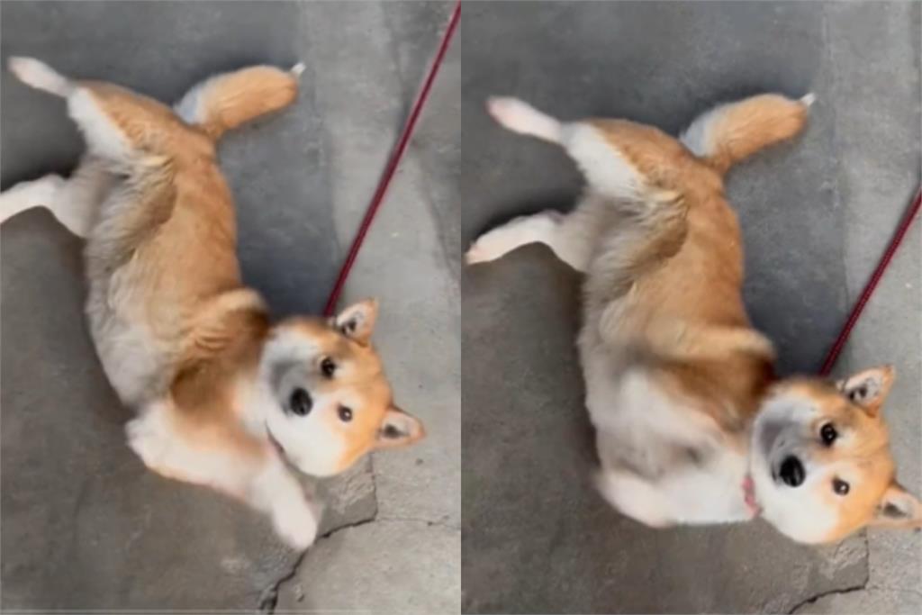 病犬怎麼辦？這些生病寵物的醫療技巧讓你做好照顧！