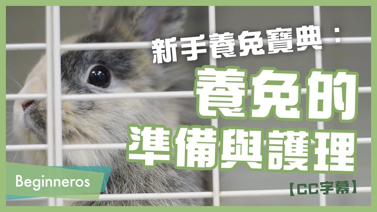 兔子感冒症狀大揭密，主人要注意！