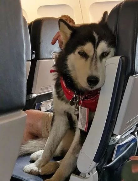 愛犬已離散，寵物骨灰帶上飛機可否？專家告訴你如何做！