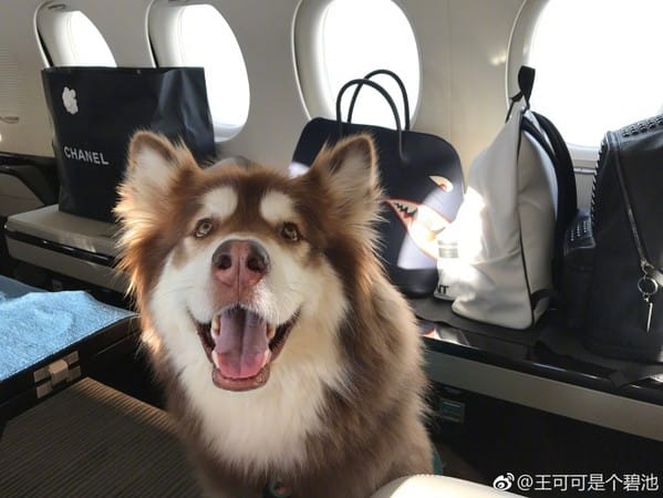 將愛寵帶遊世界！飛機上可以攜帶寵物骨灰嗎？