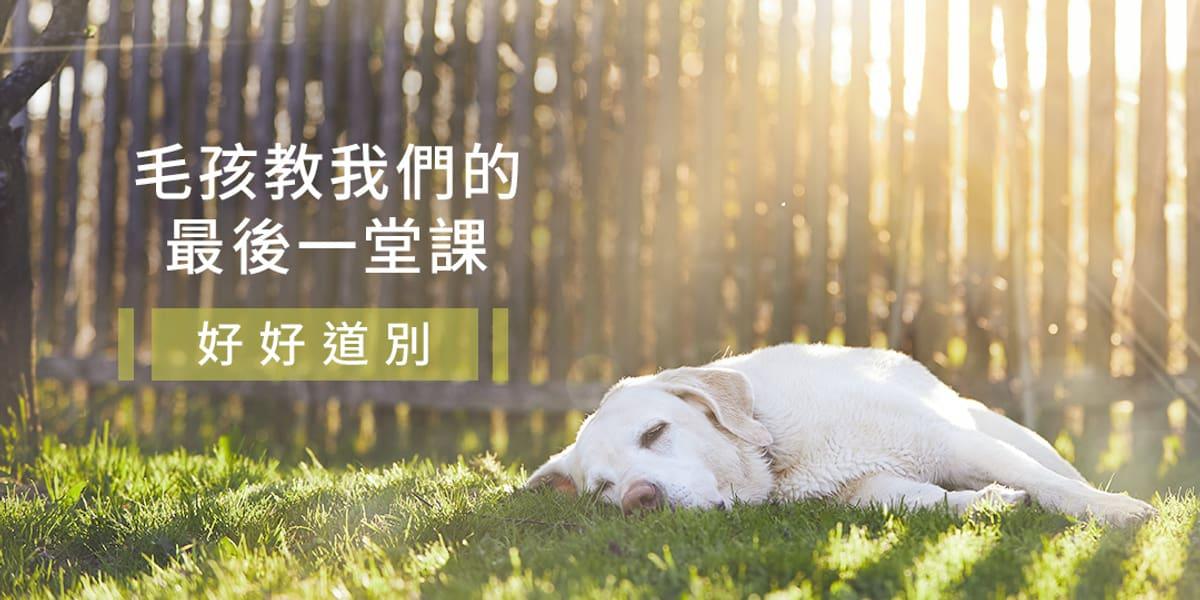 寵物過世如何超度？掌握靈性法門化解哀傷與悲痛