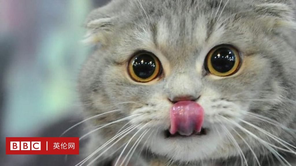 寵物臨終時可能會出現的行為和症狀，更了解就可以面對