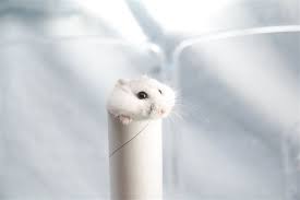 倉鼠生病的原因有哪些？飼主應該如何增強倉鼠的抵抗力？