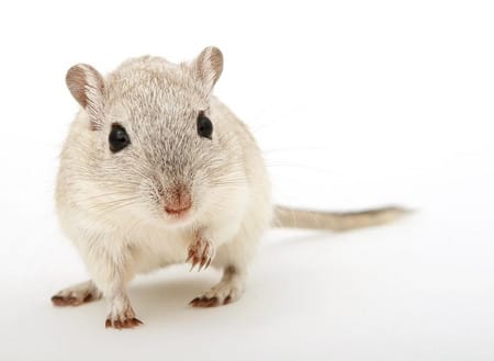 如何飼養健康的倉鼠？——倉鼠照顧完全指南！