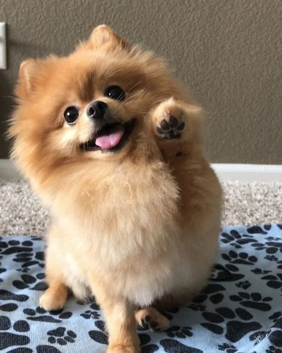 寵物終老：如何讓愛犬在輕鬆的氣氛中度過最後時光