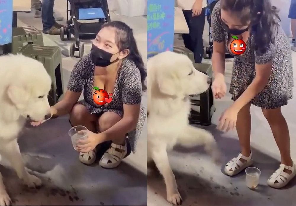 寵物生病前的預警訊號-你需要知道的五個細節